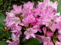 RhododendronCampanulatum.jpg